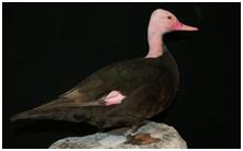 鸟类在分类学中统称为什么,鸟纲分类总表