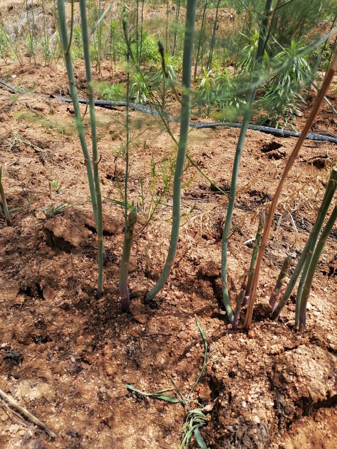 芦笋喜获丰收,芦笋引领致富路