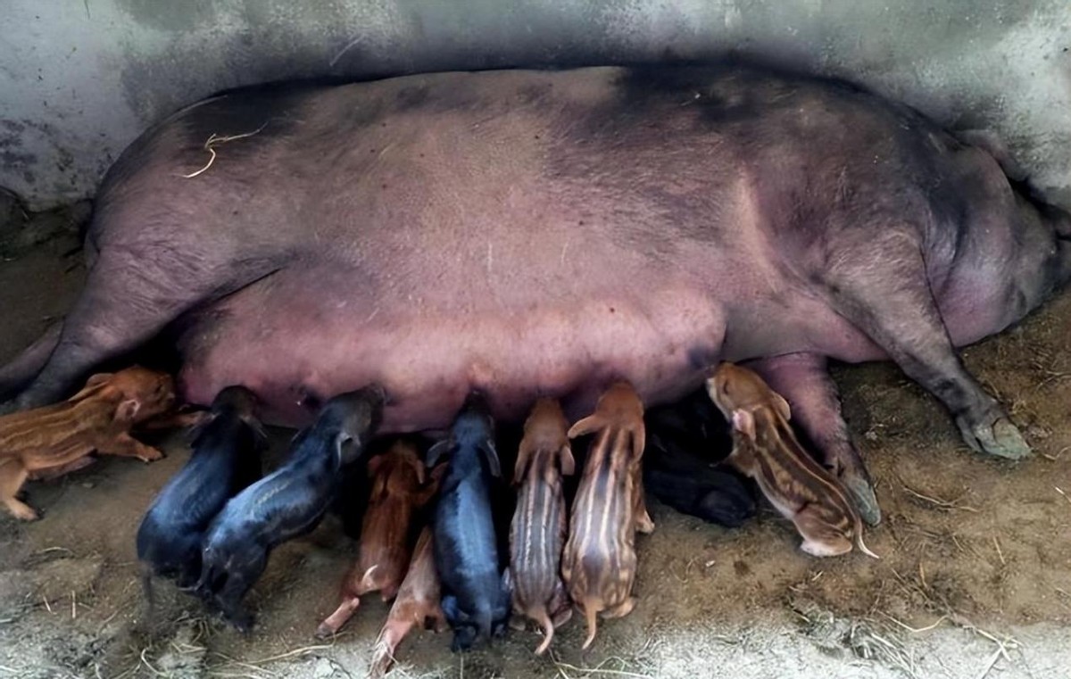 母猪生豹纹猪仔,母猪生下豹纹怪猪