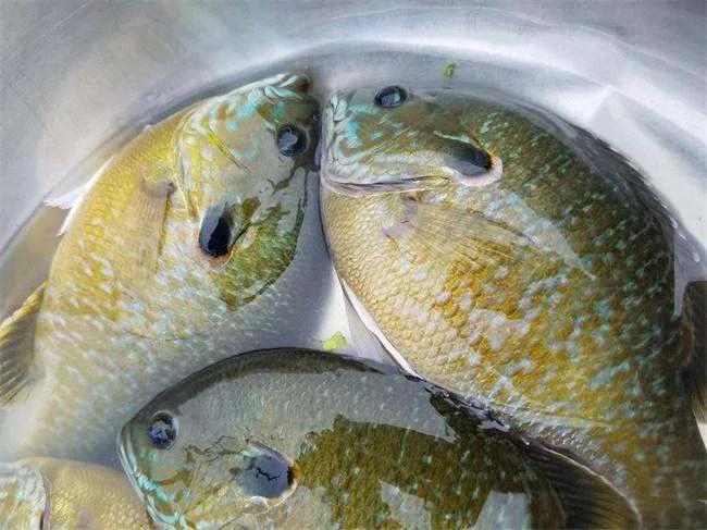 鱼类食材大全名称图片,鱼类菜谱大全100种