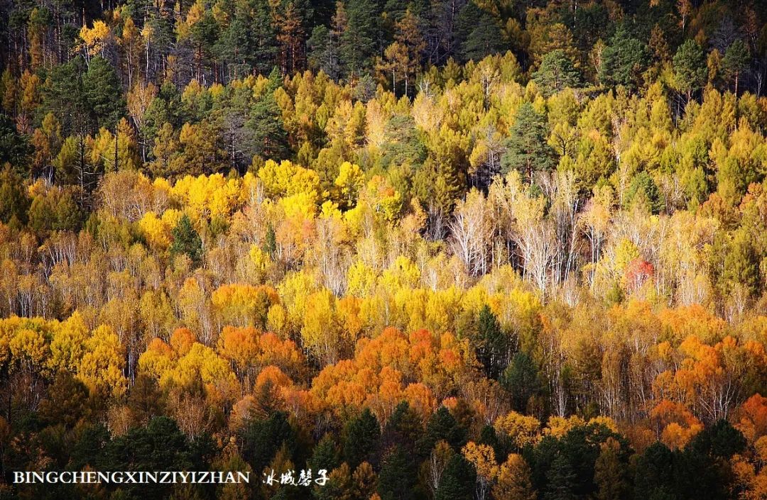 秋天大兴安岭最美的地方,秋天美丽的大兴安岭