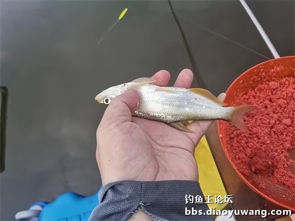 钓鱼王王者风范，拿捏多鱼种轻松