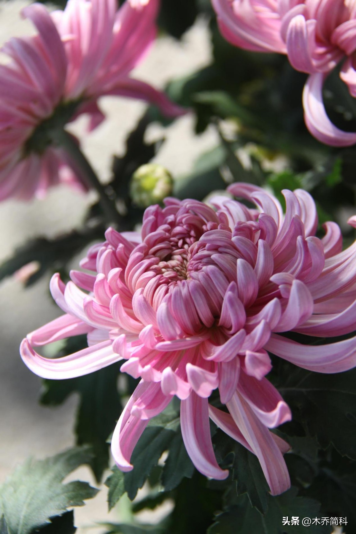 民俗文化中菊花的象征意义,菊在古代的象征意义和品质