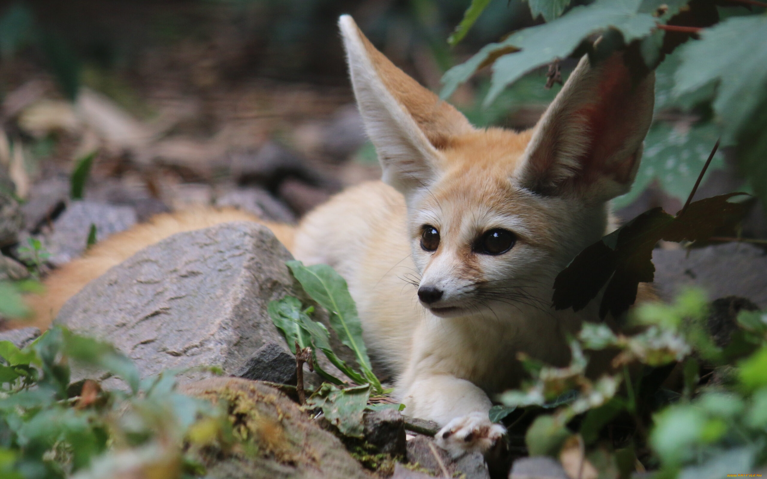 世界上最可爱的动物排名,世界上最可爱的动物宝宝