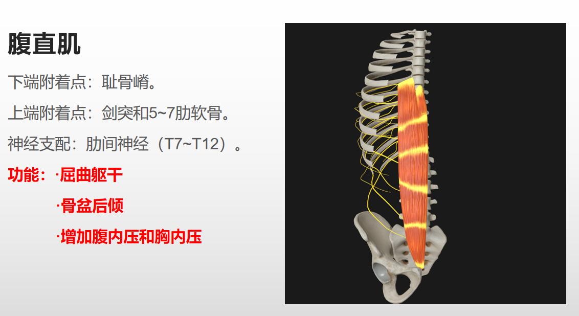 如何练出腹肌和马甲线有效方法,女生腹肌vs男生腹肌马甲线怎么练