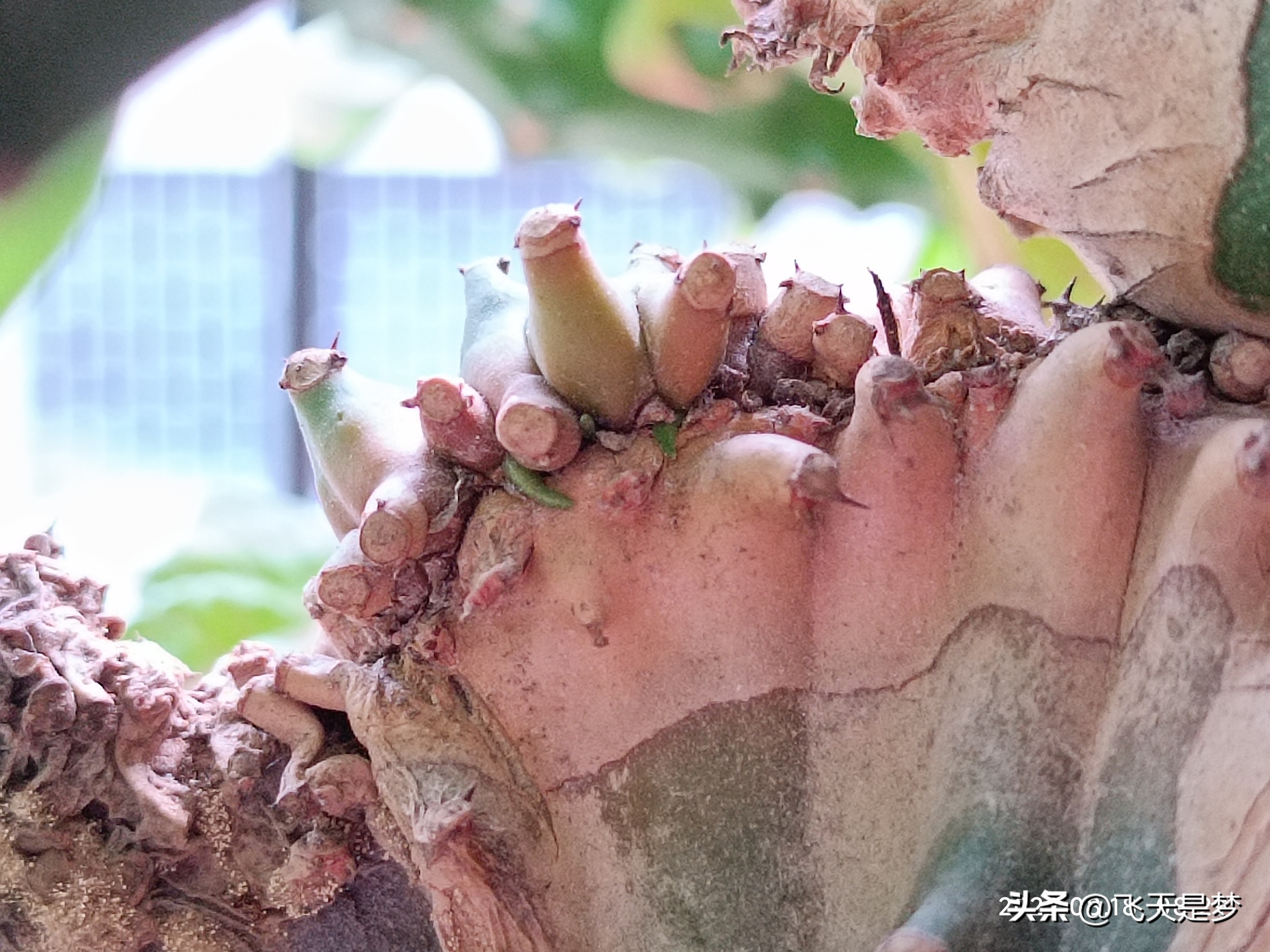 玉麒麟树的养护,玉麒麟好养吗