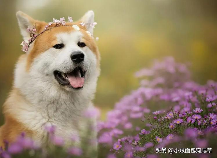 宠物误吃药,狗误吃布洛芬