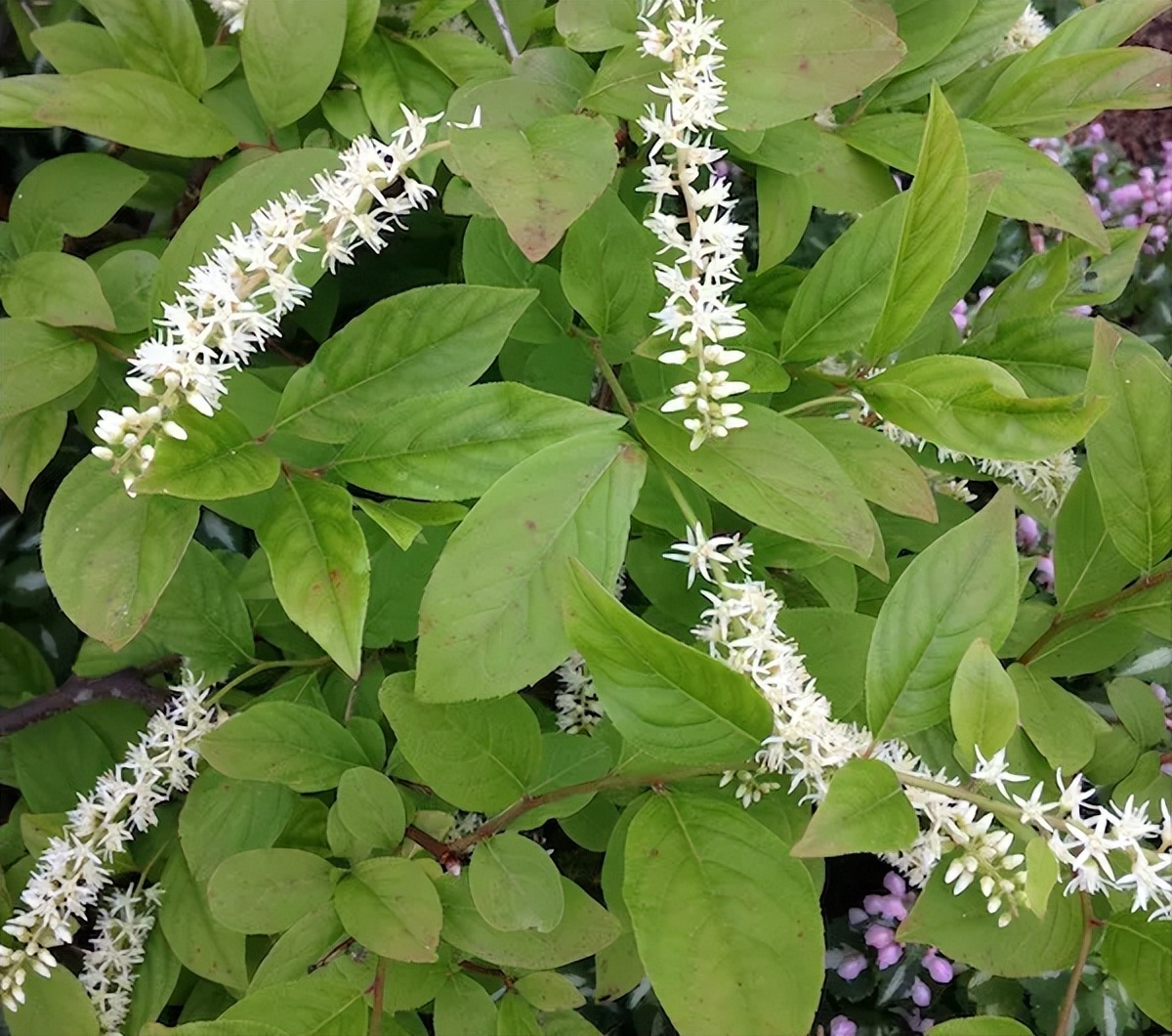 小庭院种植什么灌木好,适合阳台庭院灌木