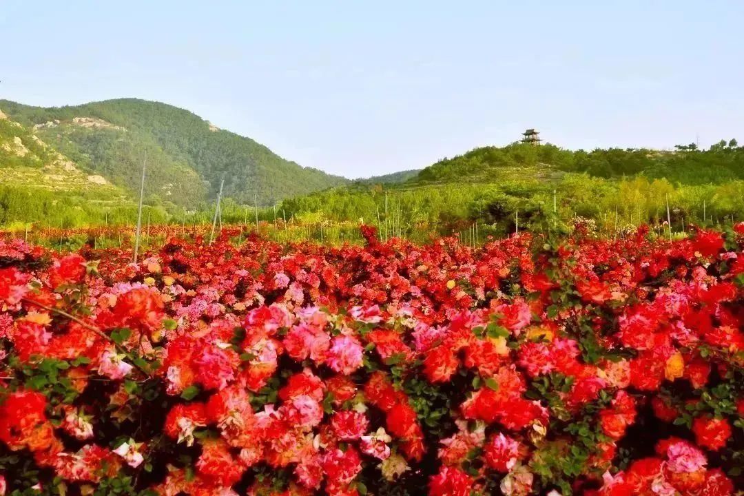 月季花开娇艳无比,月季花开得正烂漫