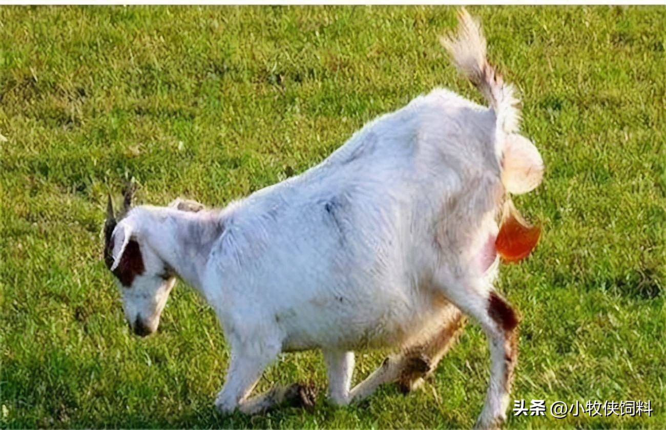 母羊子宫脱出难产怎么治,母羊子宫脱出