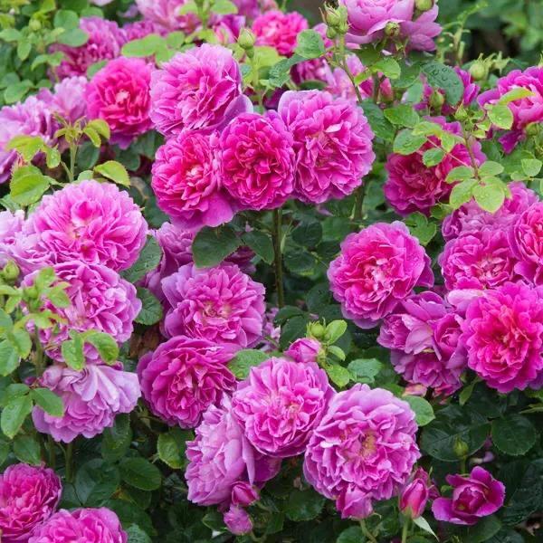 优雅公主月季,月季安妮公主优缺点