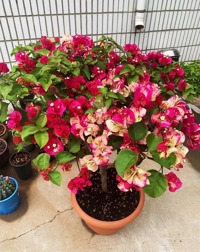 10种公认最好养的花三角梅,十种勤花三角梅