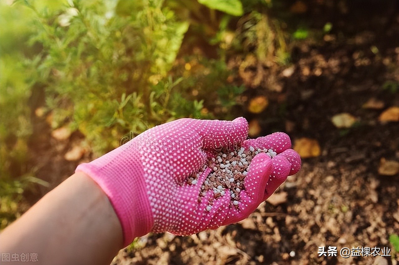 复合肥料怎么使用避免烧苗,复合肥料使用前的步骤