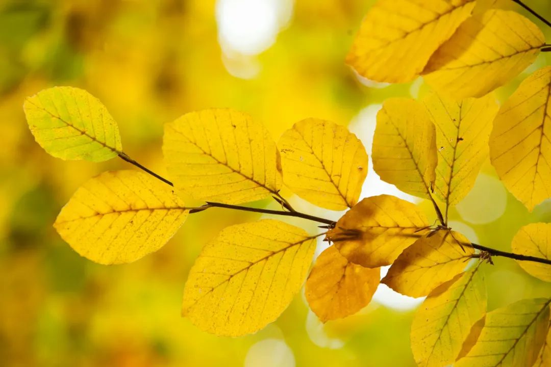 最经典秋日古诗,唐诗三百首和古诗十九首