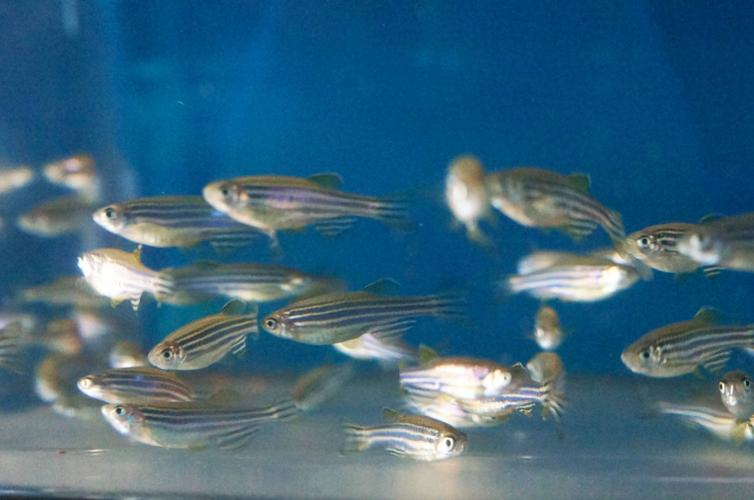 斑马鱼如何养注意哪些,斑马鱼如何养新手入门必知