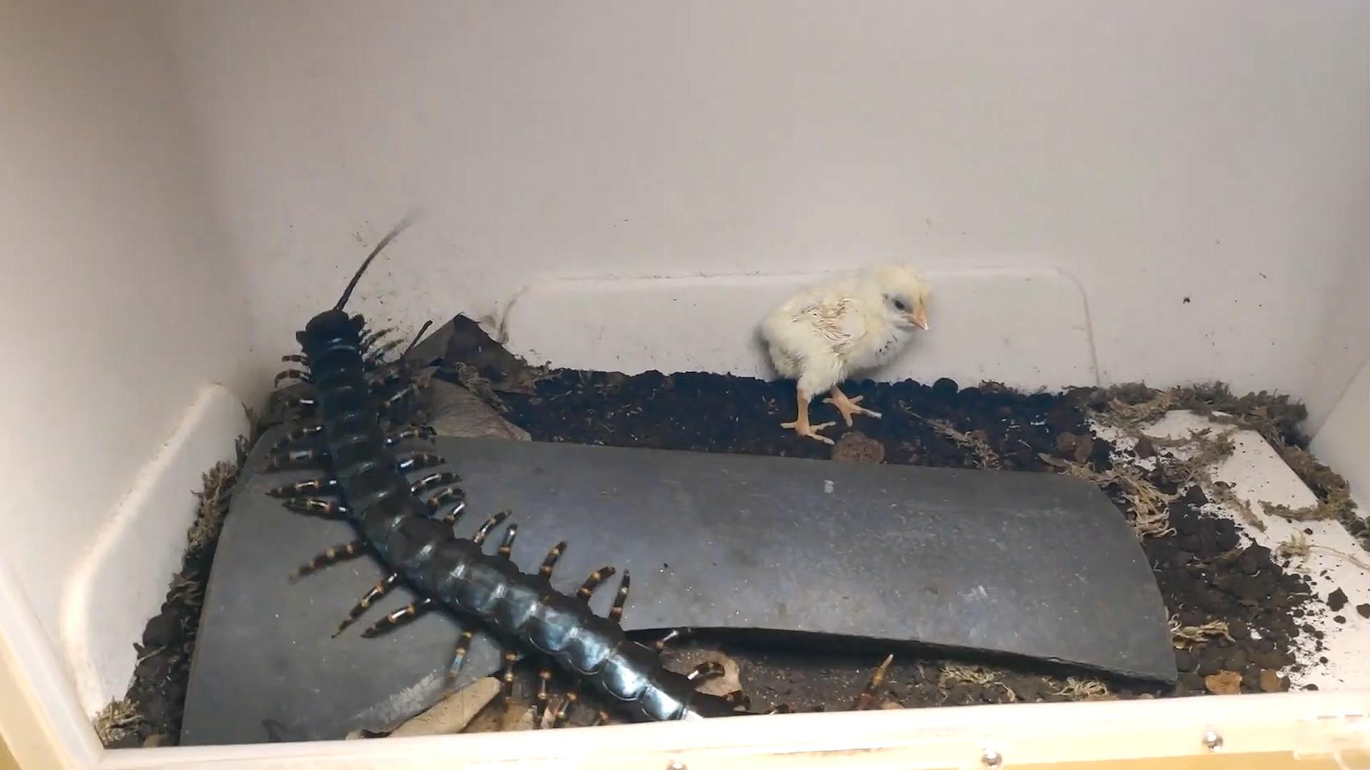 澳大利亚巨蜈蚣图片,抓一只澳洲巨型蜈蚣