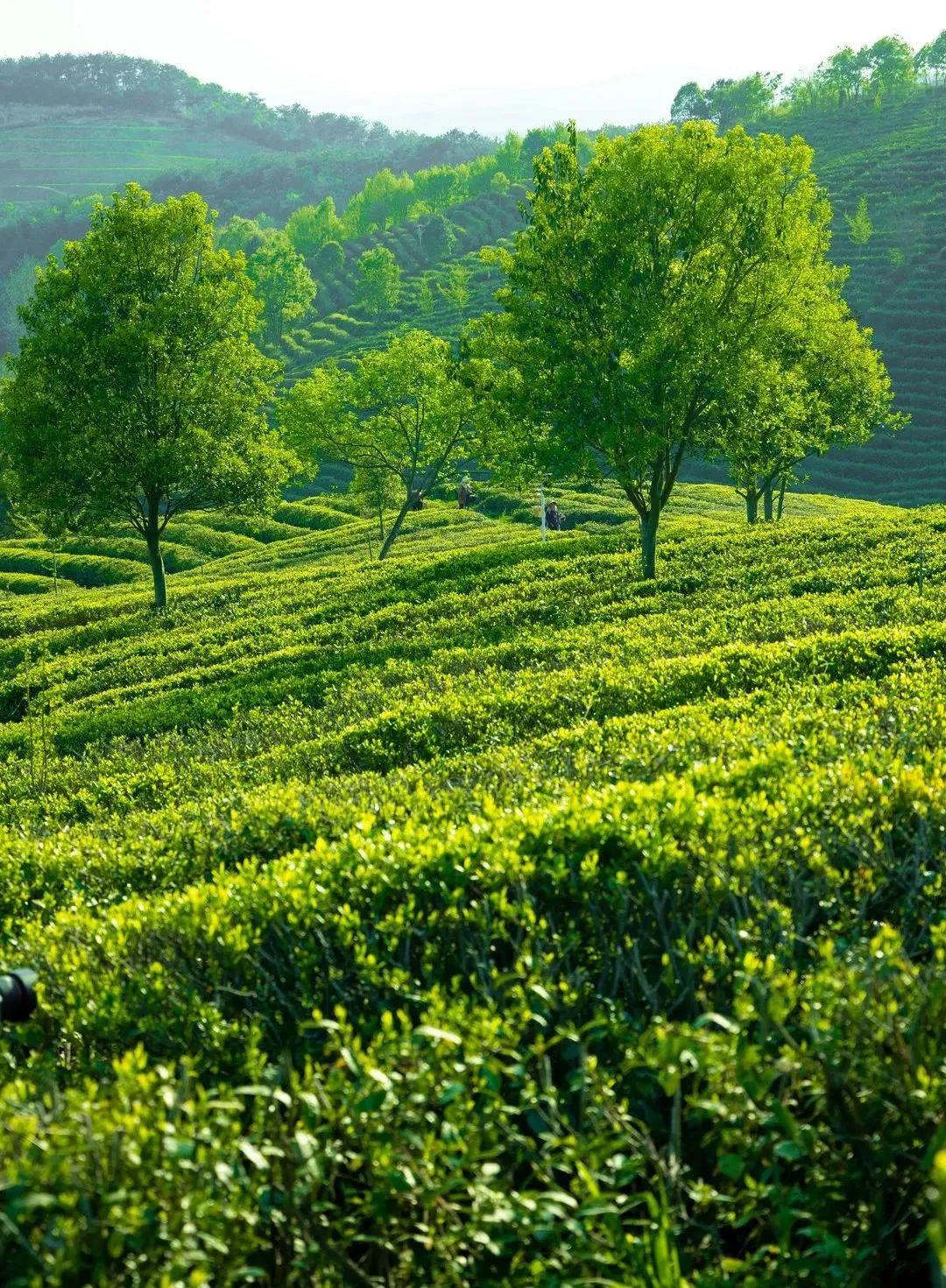 湖北著名的红茶,湖北名红茶