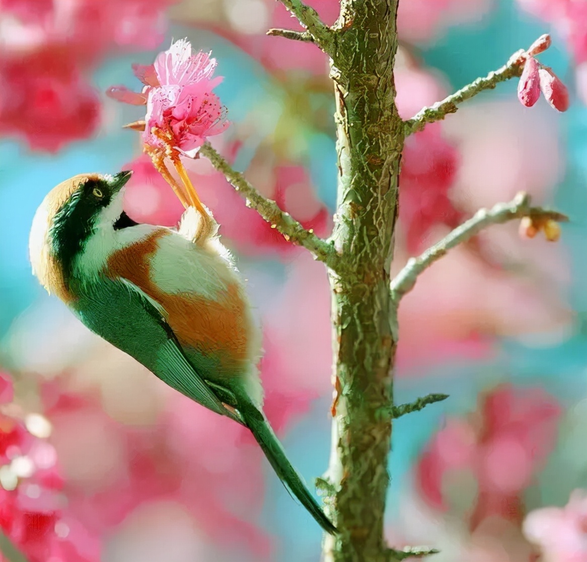 羽色最绚丽的鸟图片,鸟类雨后飞翔照片