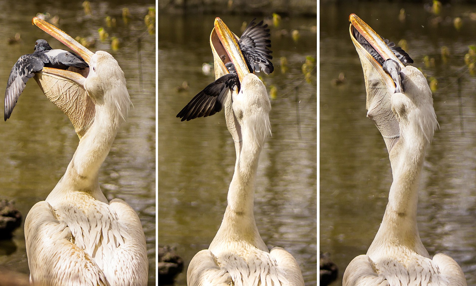 科莫多巨蜥杀死猎物真正原因,科莫多巨蜥撕咬猎物的全过程