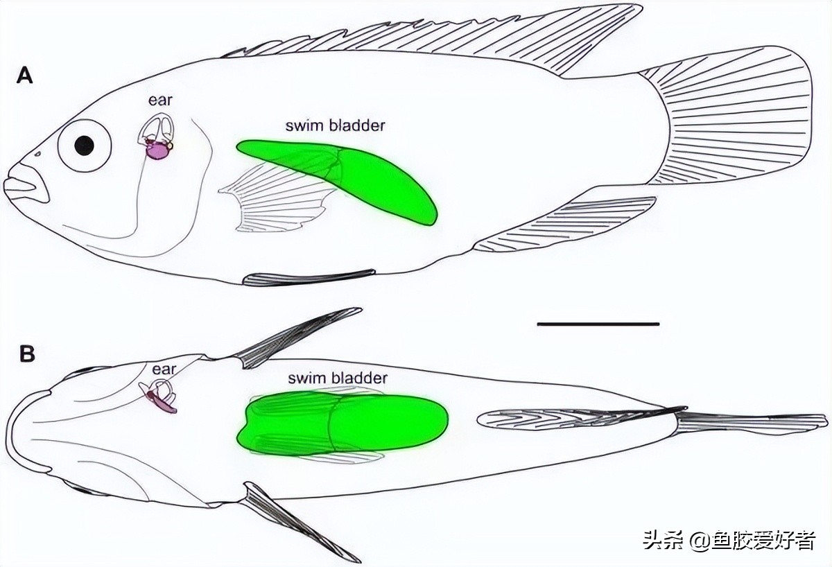 鱼胶怎么挑选视频教程,鱼胶如何挑选便宜又好吃