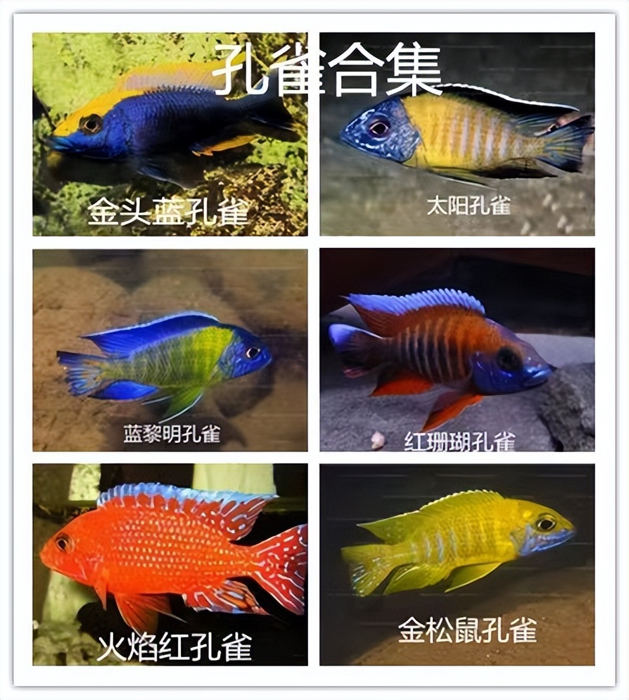 精心挑选6种最容易饲养的观赏鱼,新手饲养观赏鱼有哪些推荐