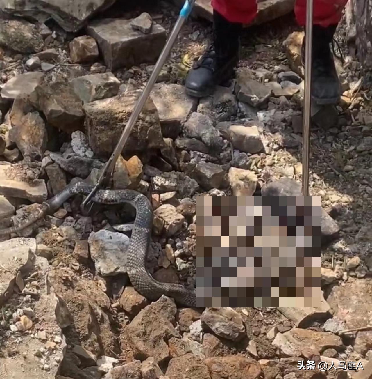 广东一家里出现3米长眼镜蛇,250厘米长眼镜蛇潜入家中惊心动魄