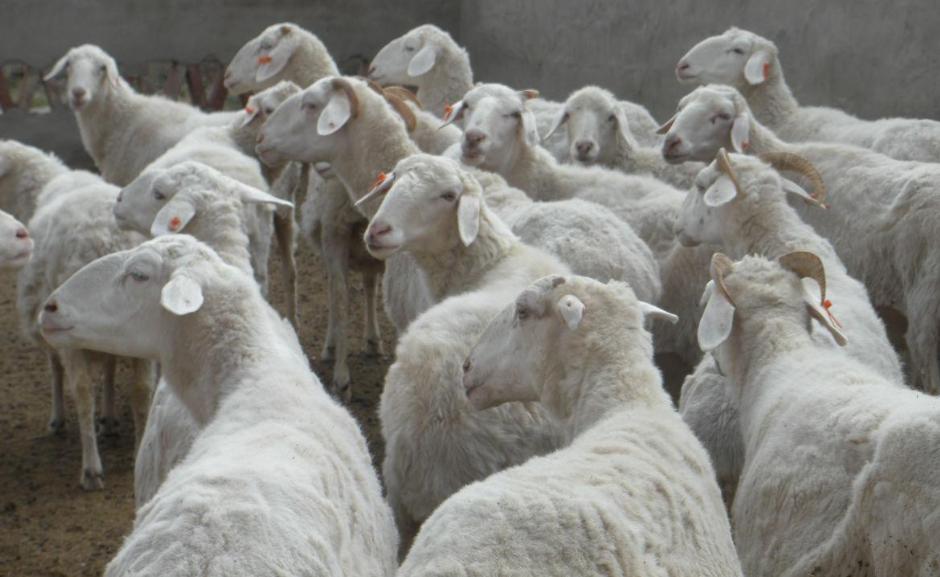 农村小伙养羊新模式年挣2亿元,河南大哥养羊赚了8000万