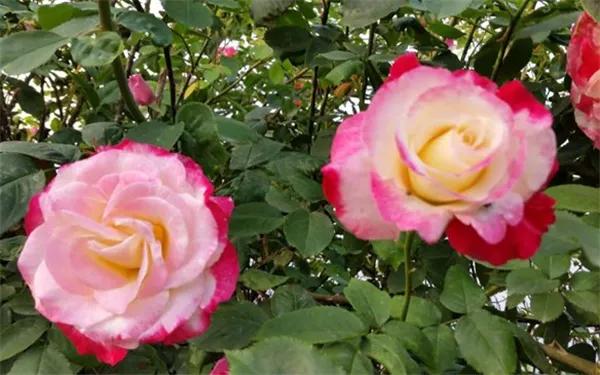 月季美图100张,妩媚动人的月季花图片