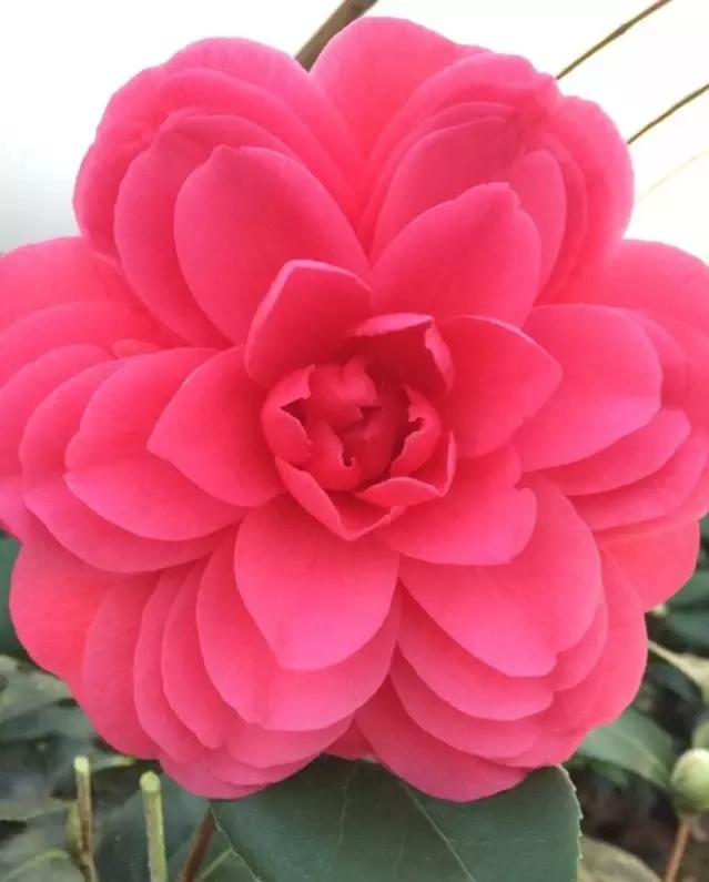 波浪山茶花,海岛山茶花