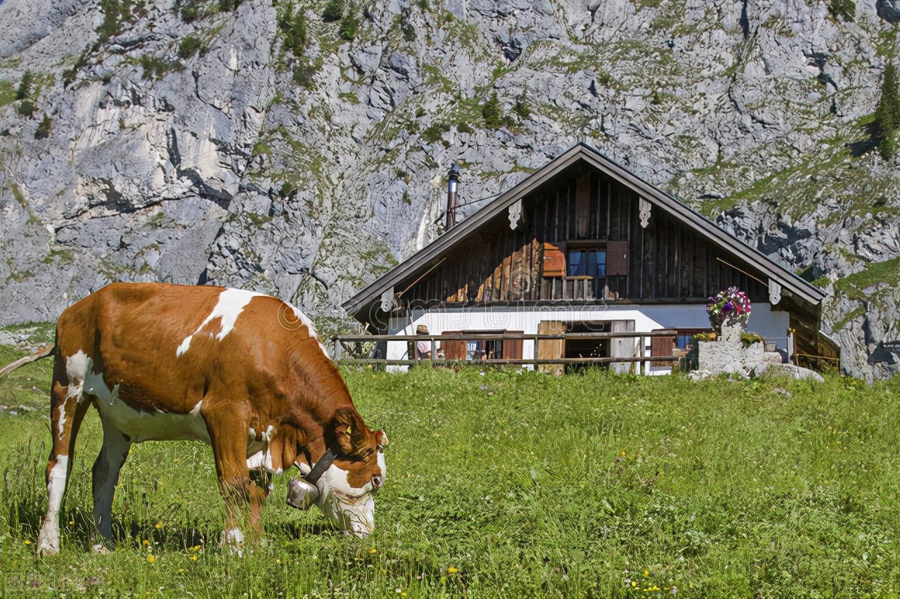 今日牛价最新价格表西门塔尔,最新牛价西门塔尔牛