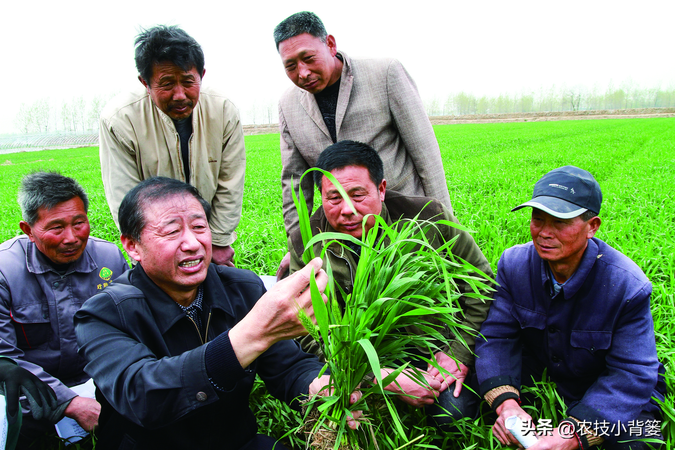 大田作物换茬有什么好处,什么叫轮茬种植