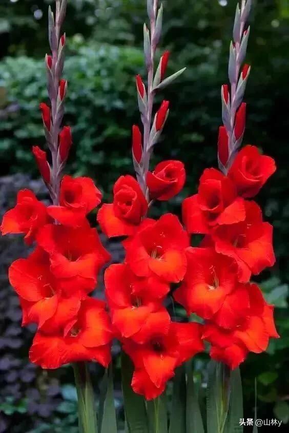 十大绝美花朵,绝美花朵视频