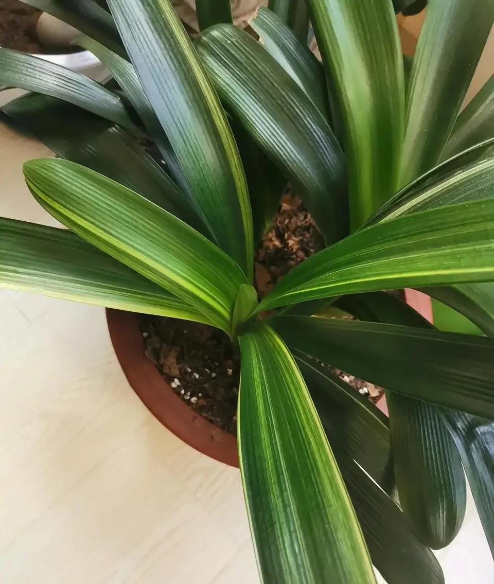 种植物的神仙水,神仙水养什么花最好