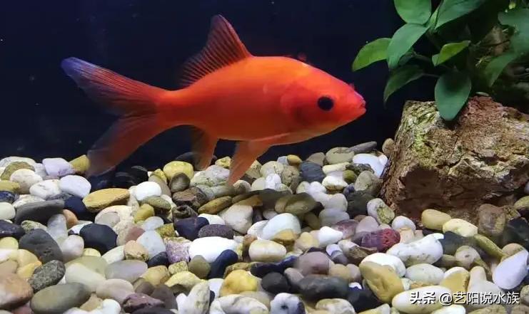 适合新手饲养的六种高颜值金鱼,推荐几款适合冬季饲养的金鱼