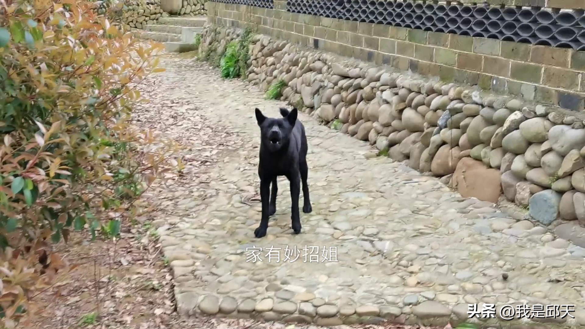 被狗追咬自救的方法,骑电动车被狗追自救的方法是什么