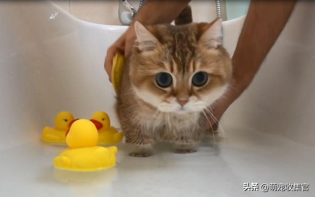 猫洗澡毛没吹干怎么办,猫害怕洗澡的形状