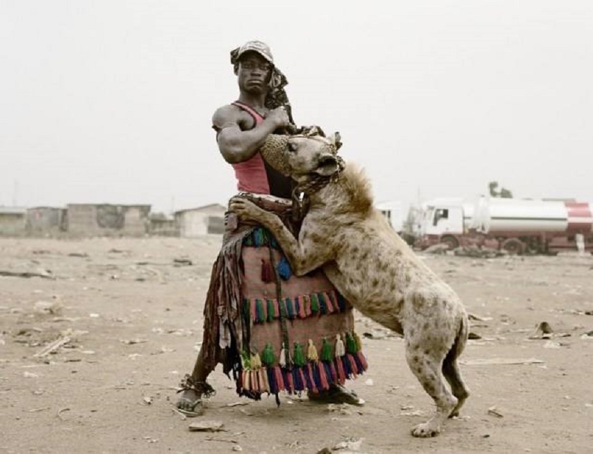 作为非洲二哥的鬣狗，为何不怕狮子怕非洲人？非洲人怎么对它的？