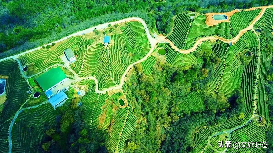 旺苍六大茶乡,个个香飘万里!看看你最熟悉哪几个?