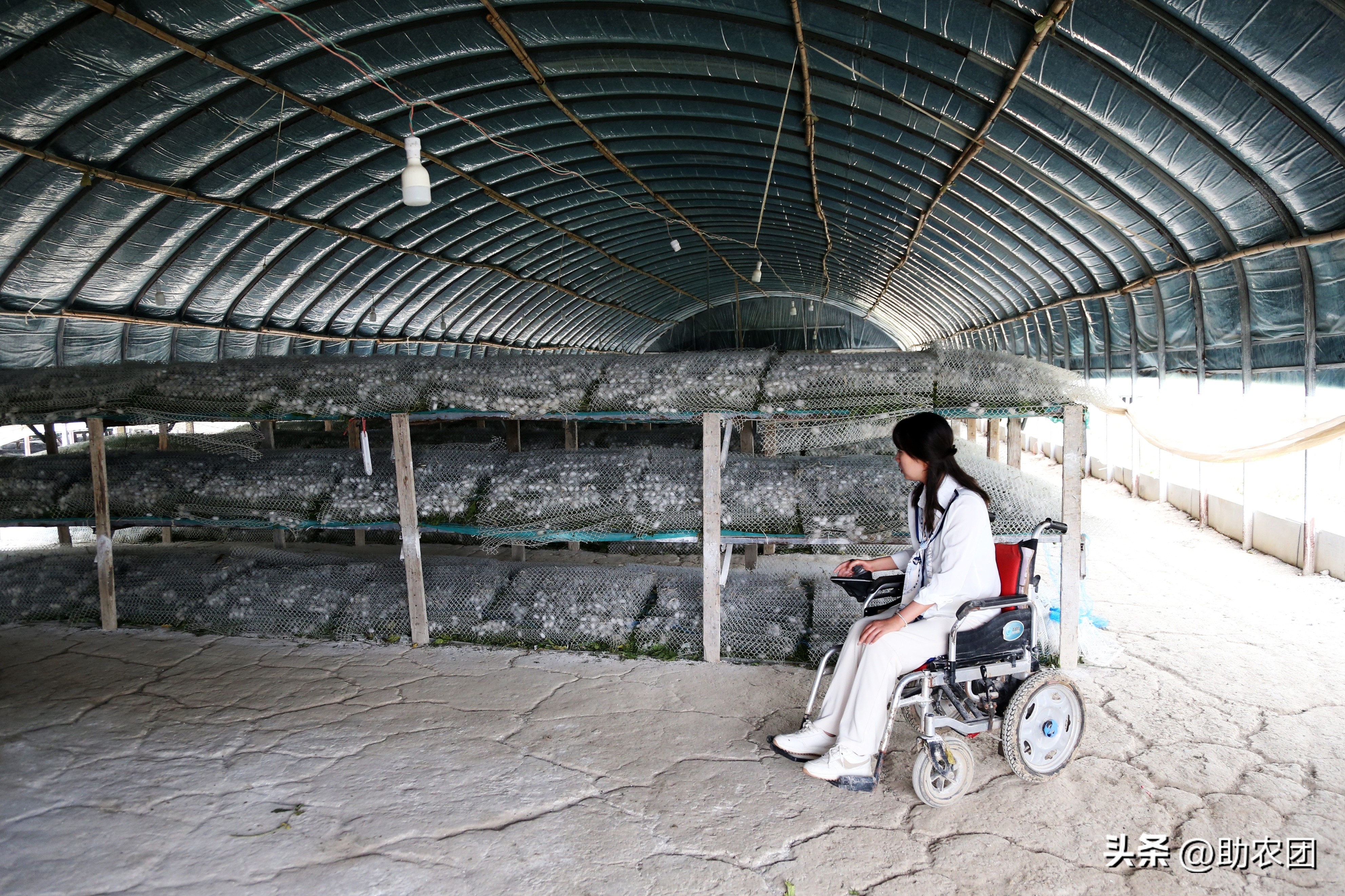 轮椅女孩开网店攒下70万返乡创业，租下150亩地养蚕能成功吗？