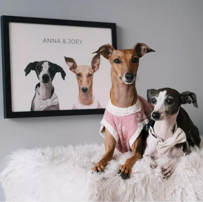 一只被抛弃的小狗逆袭变身超狗,一只被逆袭的中国狗狗