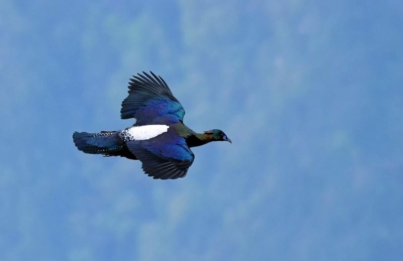 西昌市市鸟,西昌市鸟是哪种