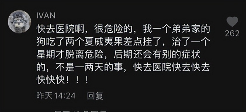 狗狗吃了夏威夷果怎么解决,狗狗吃了夏威夷果一只后腿瘸