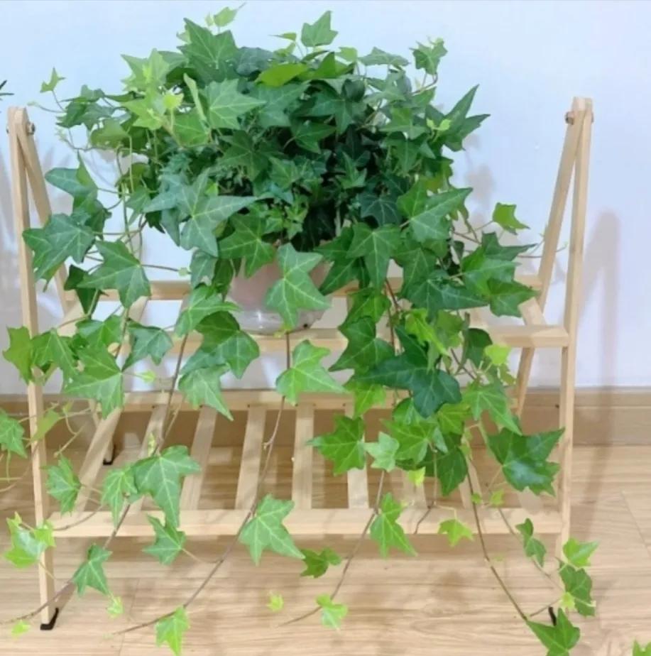 什么绿植除甲醛净化空气比较好,什么样的花草最吸甲醛能净化空气