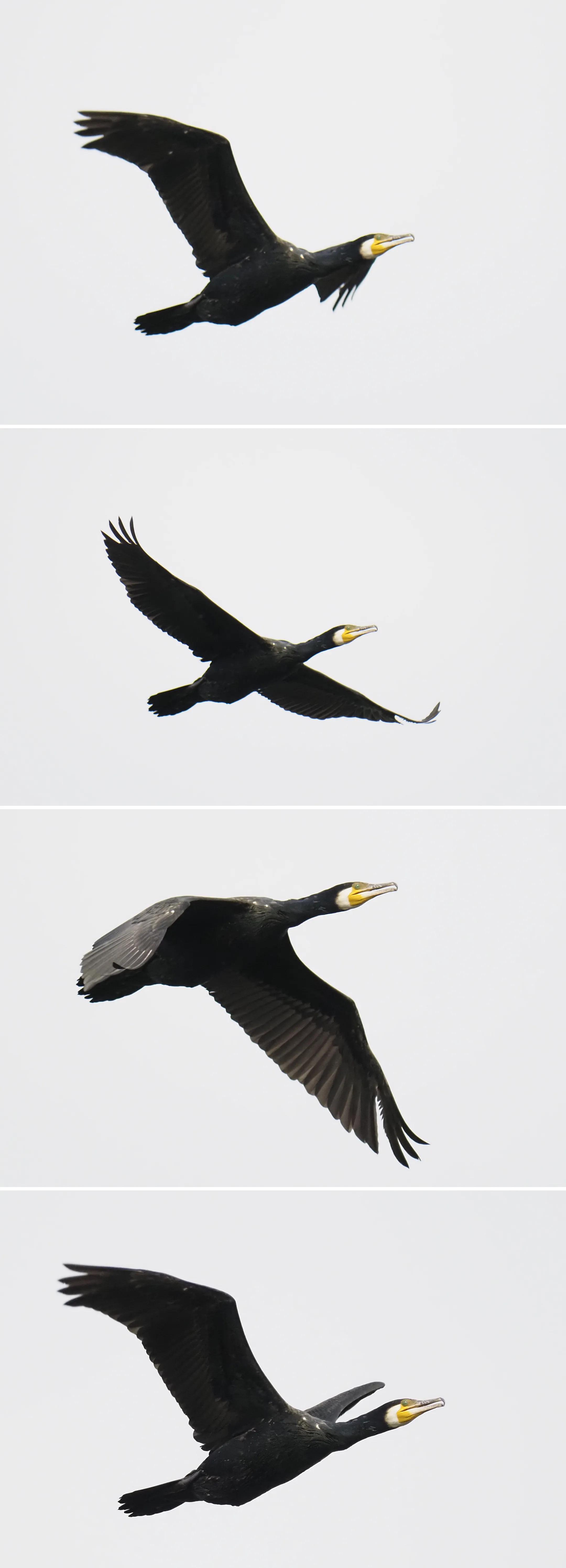 带防抖的长焦镜头500块,防抖长焦镜头推荐500元以下