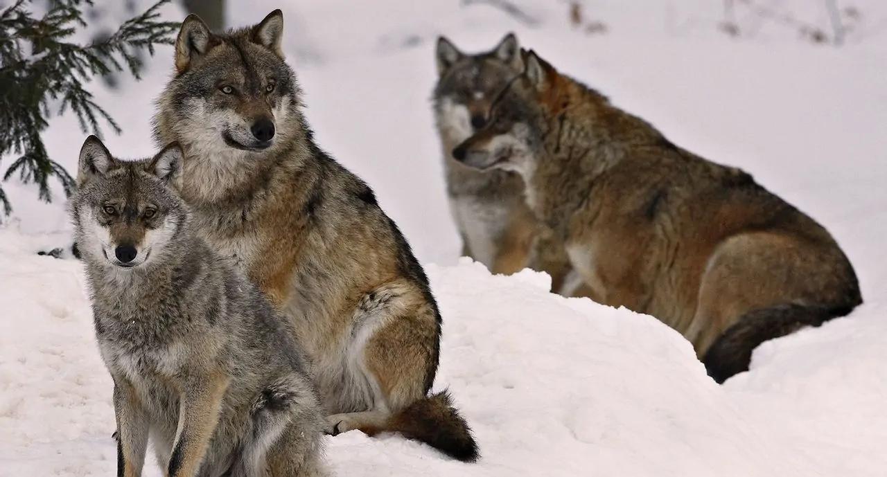 北京奥运会五个吉祥物代表的动物,08奥运会吉祥物是哪五种动物