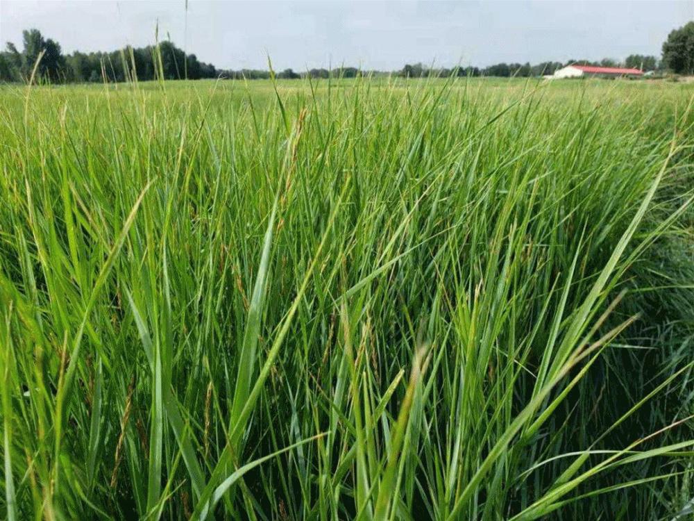 羊草的多种用途,内蒙古羊草是什么东西