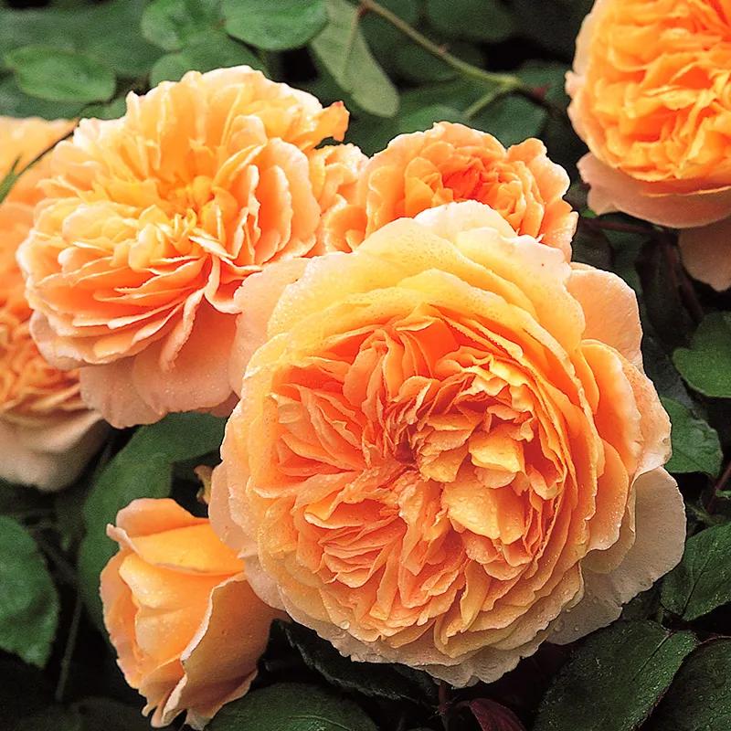 月季美图100张,月季花唯美高清图片大全