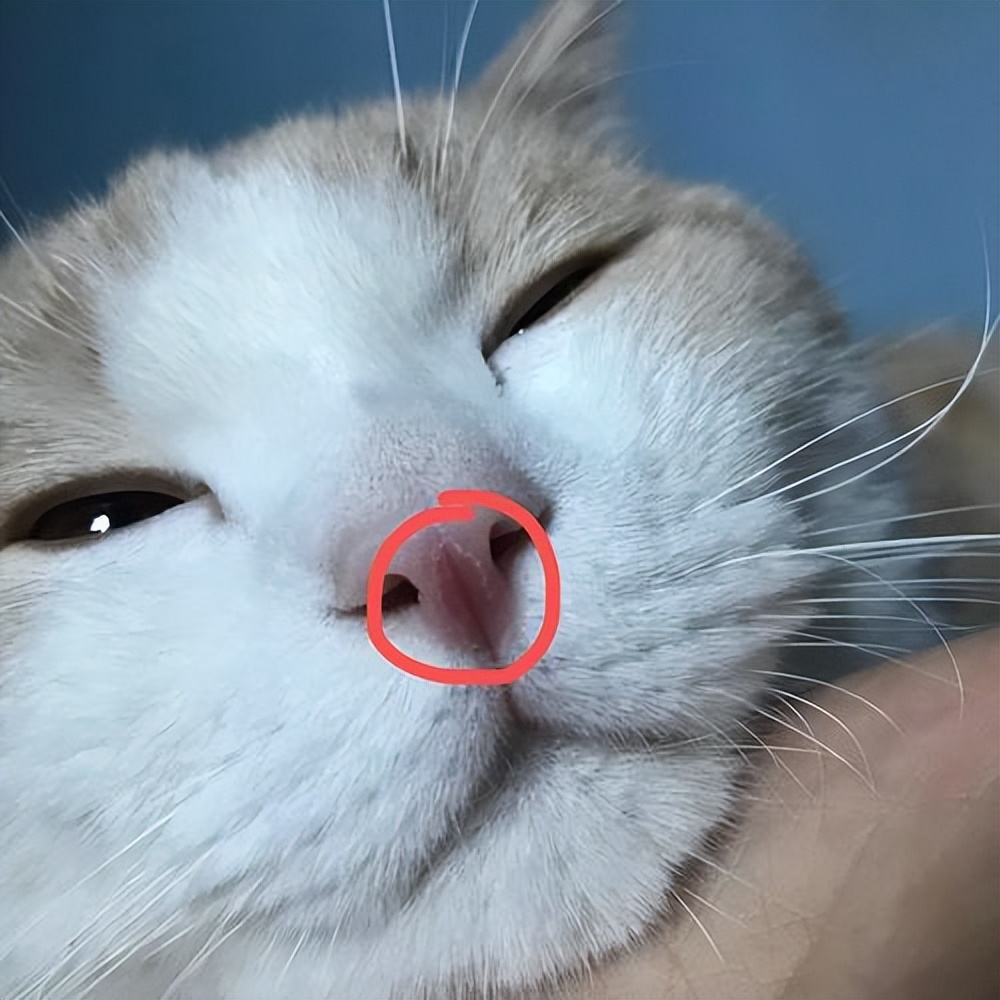 猫咪生病死亡前的征兆,养猫40条常识猫咪生病的症状