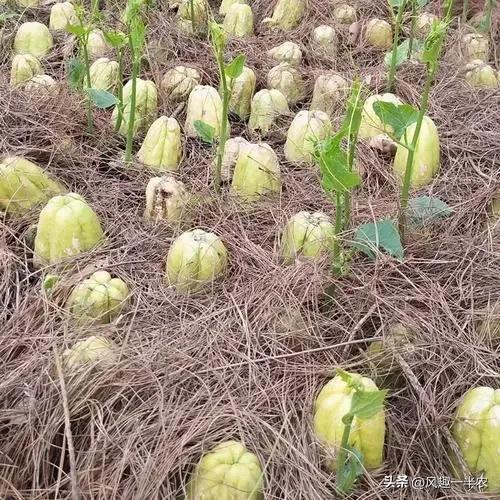 种植佛手瓜上顶可以盖遮光网吗,佛手瓜种植是种子好还是整瓜好