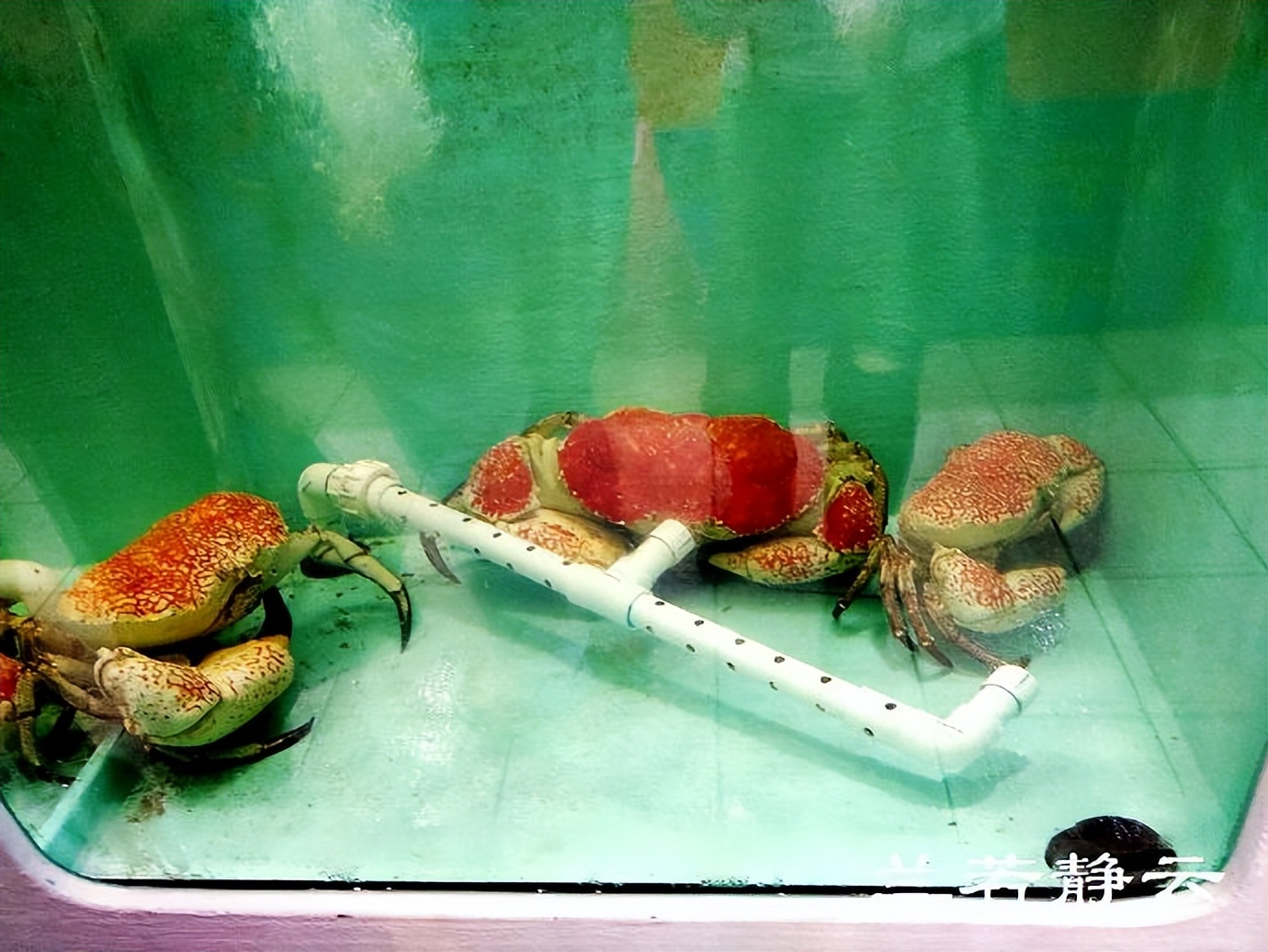 悉尼最大的海鲜鱼市场在哪里,海鲜市场澳洲龙虾